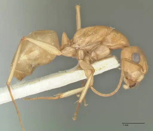 Camponotus cuneiscapus - FOCOL2269