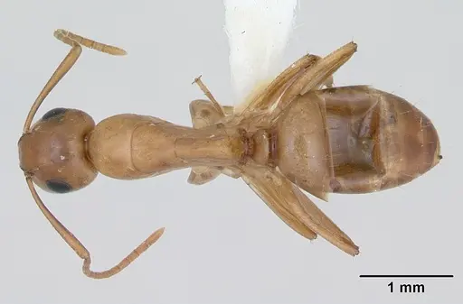 Camponotus curviscapus specimen