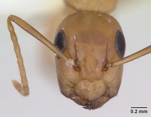 Camponotus curviscapus specimen
