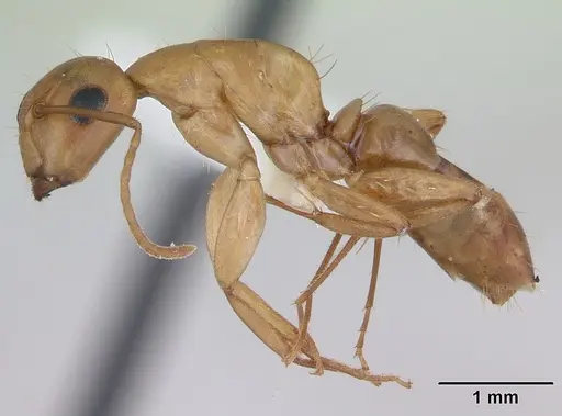 Camponotus curviscapus specimen