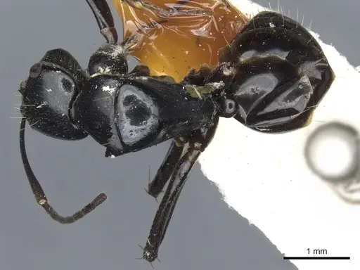 Camponotus cyrtomyrmodes specimen