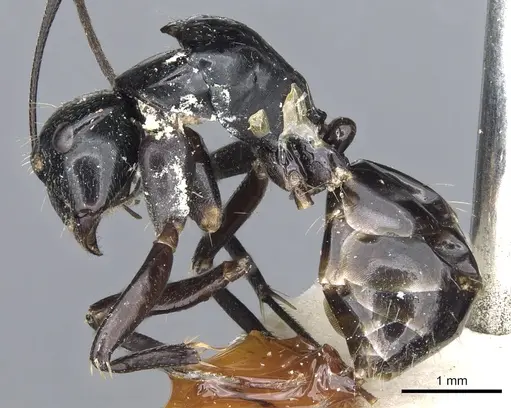 Camponotus cyrtomyrmodes specimen