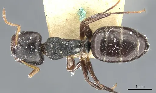 Camponotus dalmasi specimen