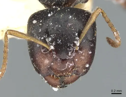 Camponotus dalmasi specimen