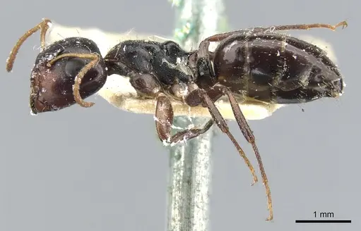 Camponotus dalmasi specimen