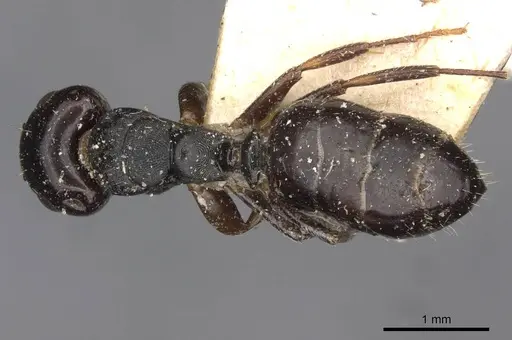 Camponotus dalmasi - CASENT0910736