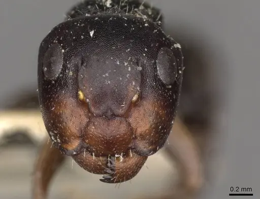 Camponotus dalmasi - CASENT0910736