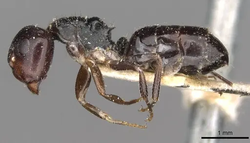 Camponotus dalmasi - CASENT0910736