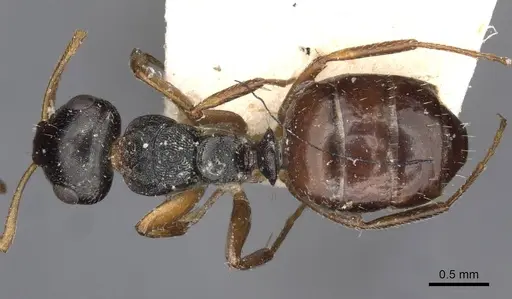 Camponotus dalmasi - CASENT0910737