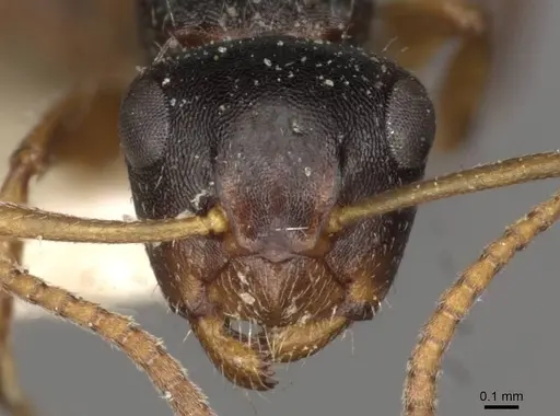 Camponotus dalmasi - CASENT0910737