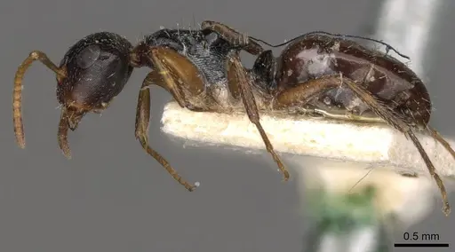 Camponotus dalmasi - CASENT0910737