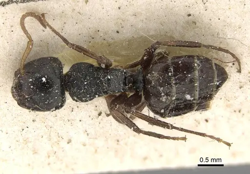 Camponotus dalmasi - CASENT0922414