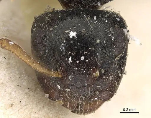 Camponotus dalmasi - CASENT0922414