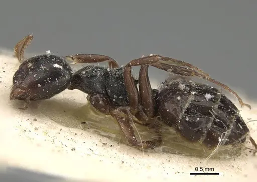 Camponotus dalmasi - CASENT0922414