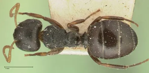 Camponotus dalmasi - FOCOL2324