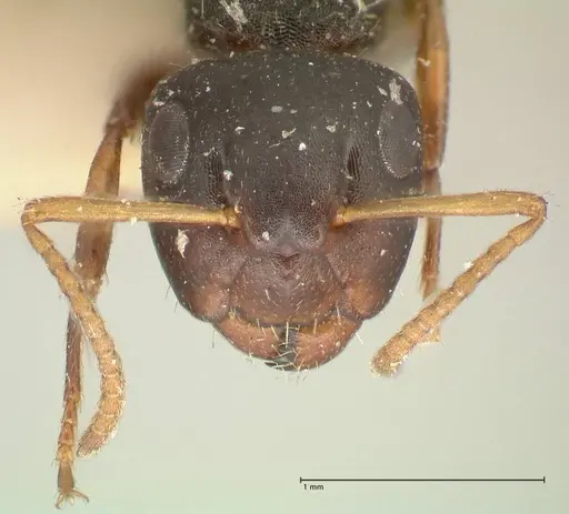 Camponotus dalmasi - FOCOL2324