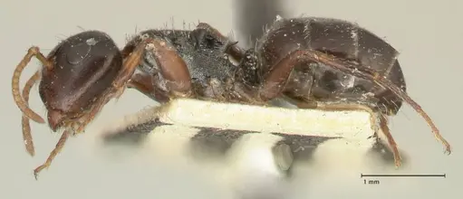 Camponotus dalmasi - FOCOL2324