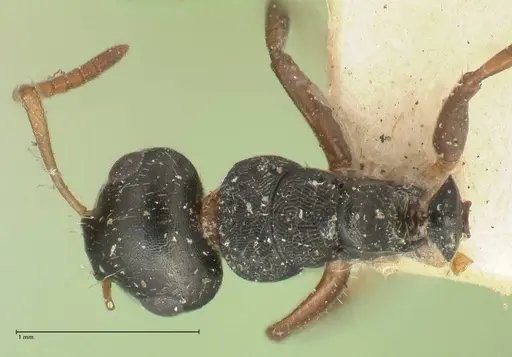Camponotus dalmasi - FOCOL2325