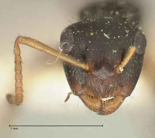 Camponotus dalmasi - FOCOL2325