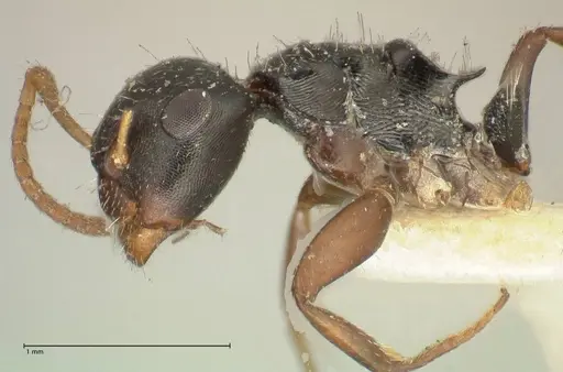 Camponotus dalmasi - FOCOL2325