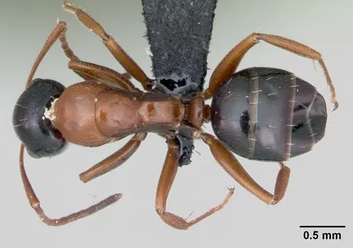 Camponotus dalmaticus specimen