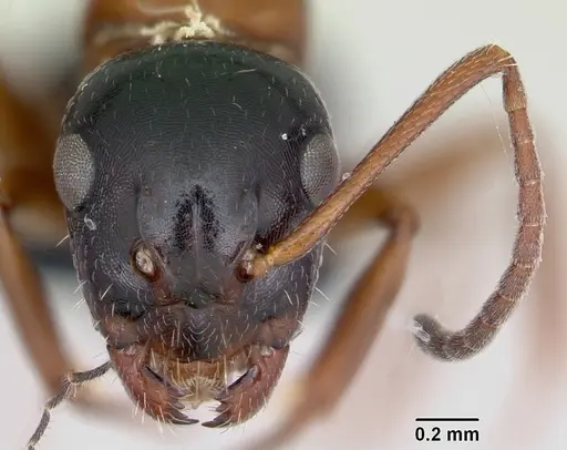 Camponotus dalmaticus specimen