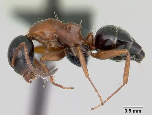 Camponotus dalmaticus specimen