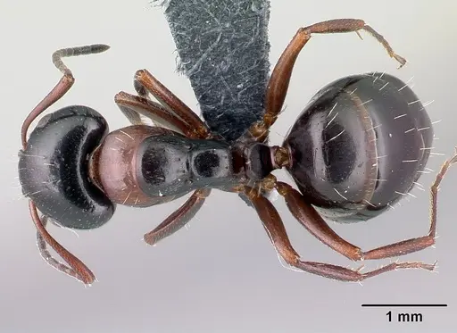 Camponotus dalmaticus - CASENT0179601