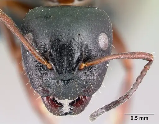 Camponotus dalmaticus - CASENT0179601