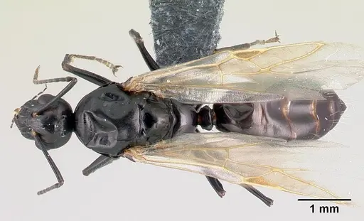 Camponotus dalmaticus - CASENT0179602