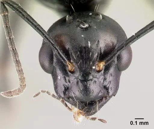 Camponotus dalmaticus - CASENT0179602
