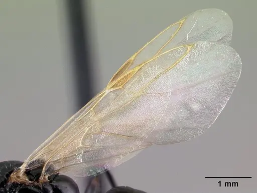 Camponotus dalmaticus - CASENT0179602