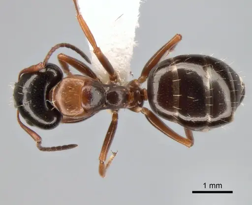 Camponotus dalmaticus - CASENT0882039