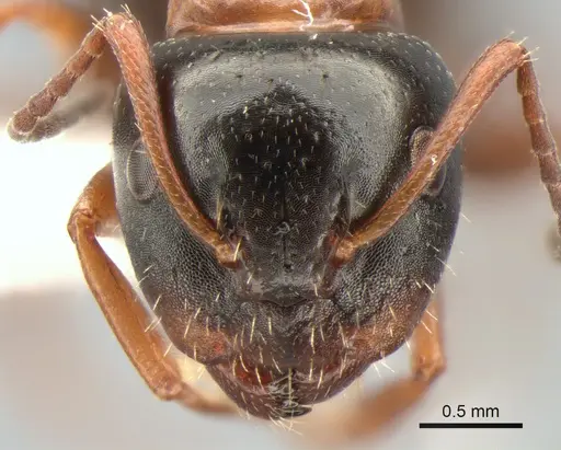 Camponotus dalmaticus - CASENT0882039