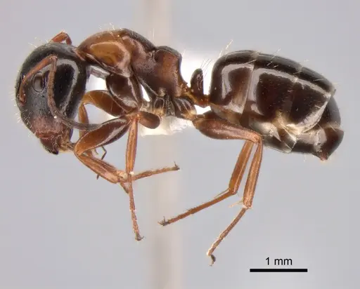 Camponotus dalmaticus - CASENT0882039