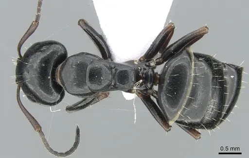 Camponotus dalmaticus - CASENT0906110