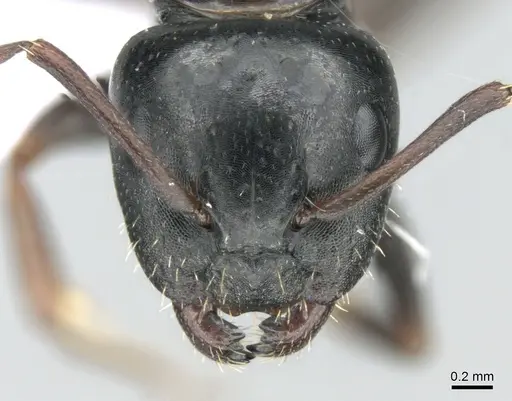 Camponotus dalmaticus - CASENT0906110