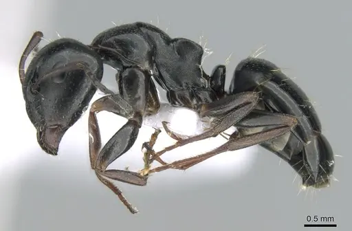 Camponotus dalmaticus - CASENT0906110