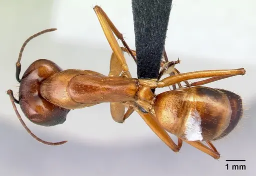 Camponotus daraina specimen
