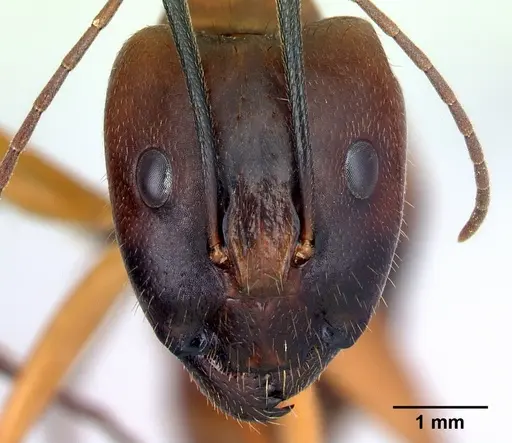 Camponotus daraina specimen