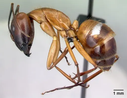 Camponotus daraina specimen