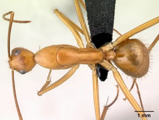 Camponotus daraina - CASENT0077433