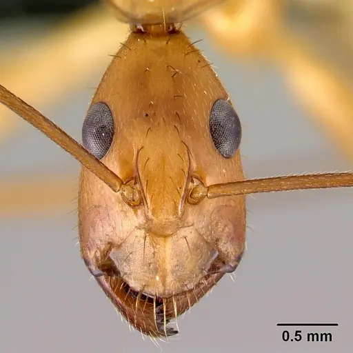 Camponotus daraina - CASENT0077433