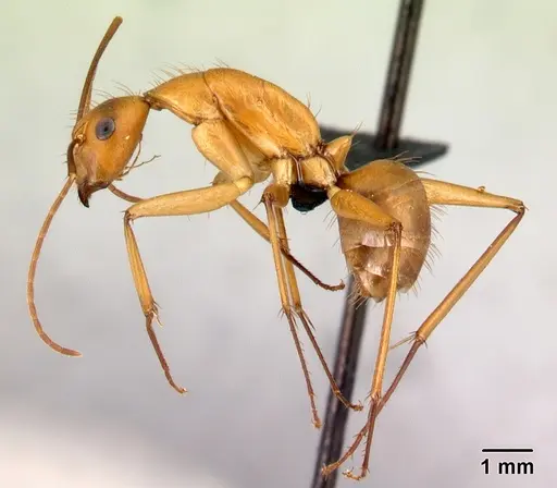 Camponotus daraina - CASENT0077433