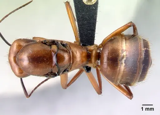 Camponotus daraina - CASENT0077672