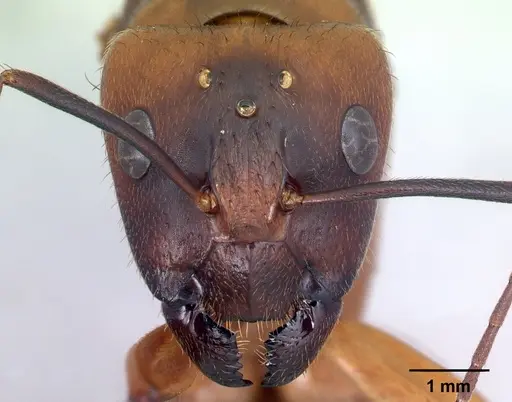 Camponotus daraina - CASENT0077672