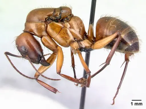 Camponotus daraina - CASENT0077672