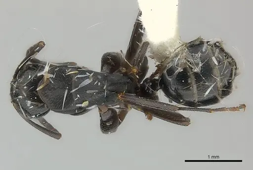 Camponotus darlingtoni specimen