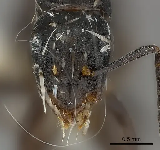 Camponotus darlingtoni specimen