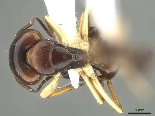 Camponotus darlingtoni - CASENT0915748